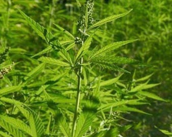 Hemp Plant