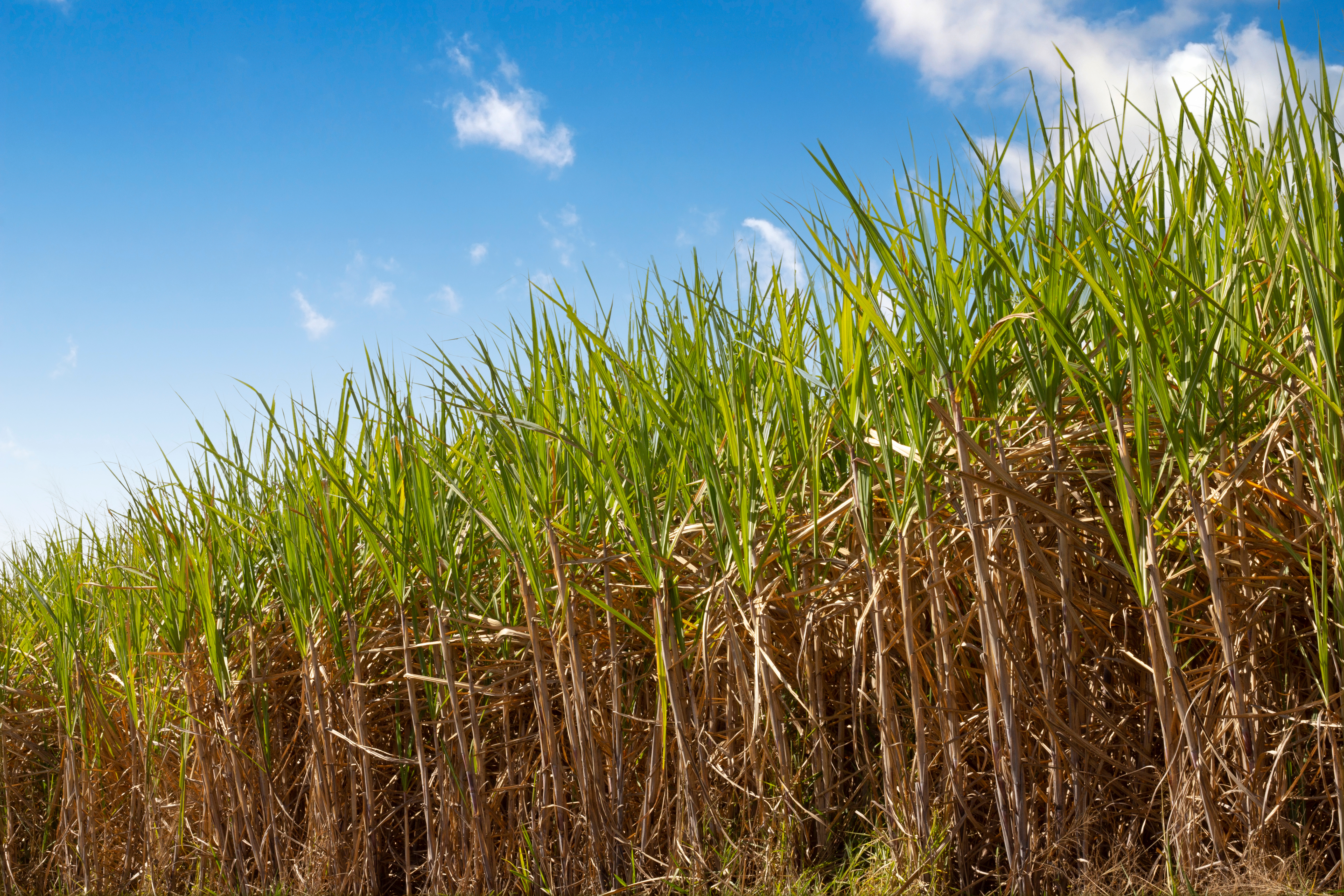 sugar cane with blue sky